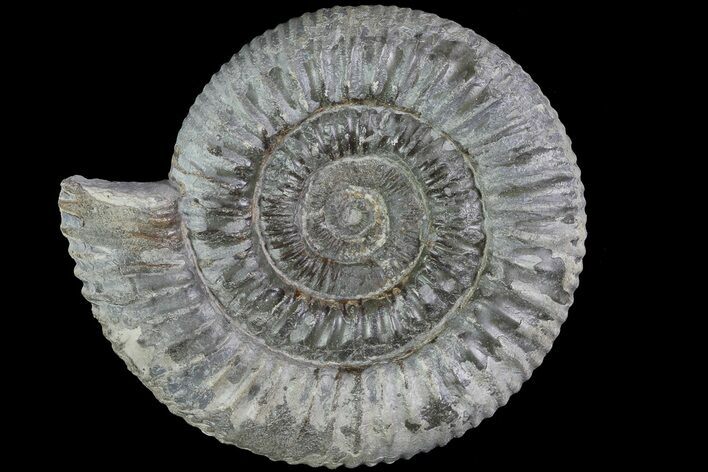 Dactylioceras Ammonite Fossil - England #84924